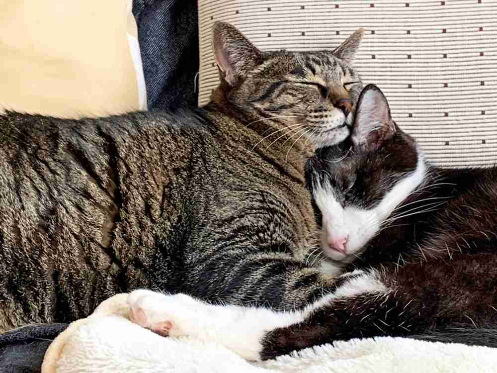 動物、ペットがのほほんと寝てる画像を見せて下さい