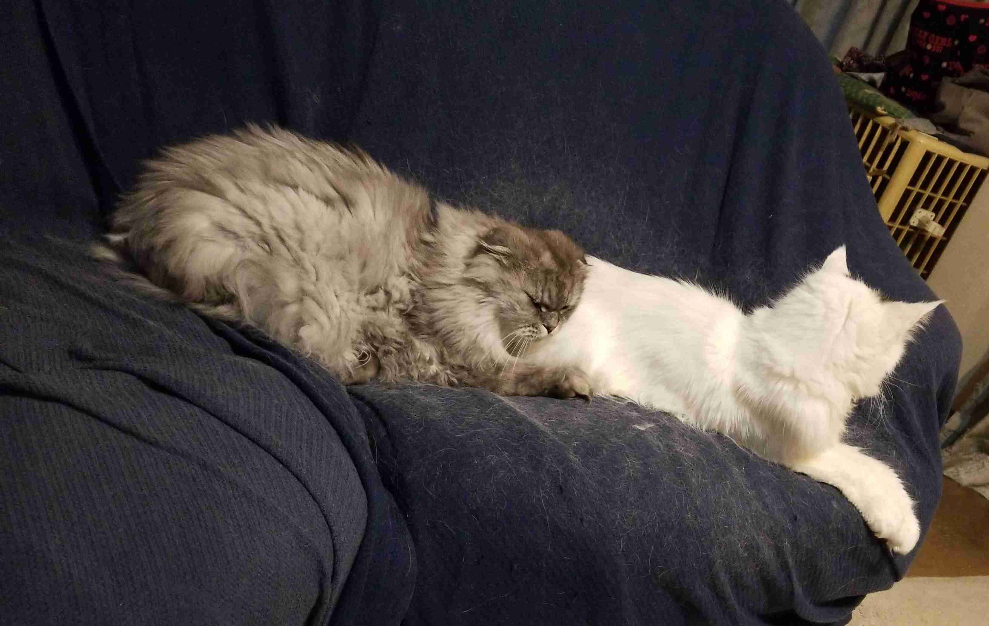 動物、ペットがのほほんと寝てる画像を見せて下さい