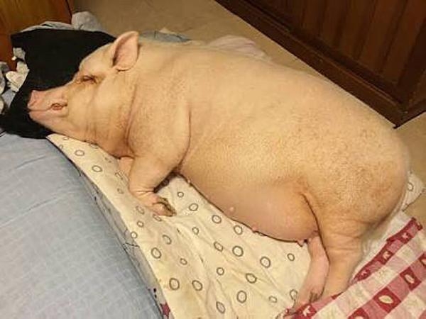 動物、ペットがのほほんと寝てる画像を見せて下さい