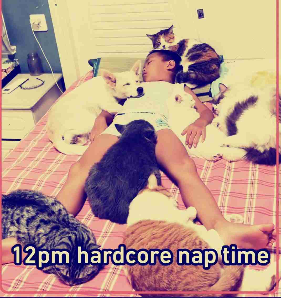 動物、ペットがのほほんと寝てる画像を見せて下さい