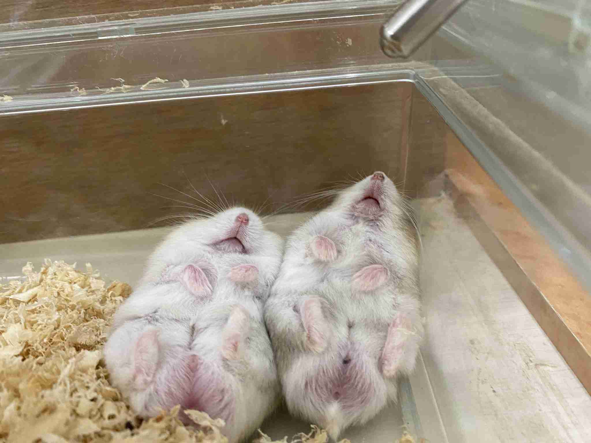 動物、ペットがのほほんと寝てる画像を見せて下さい