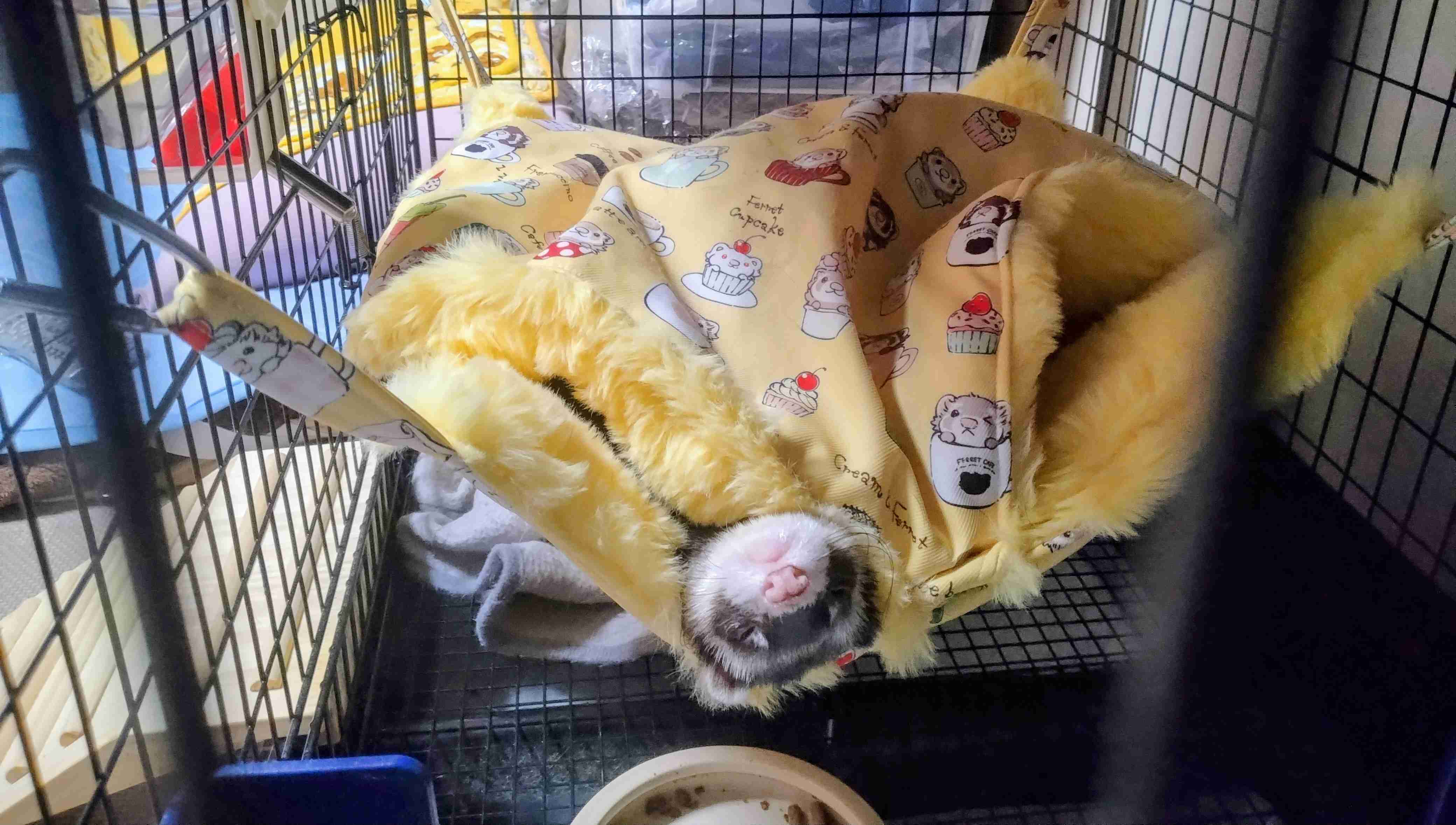 動物、ペットがのほほんと寝てる画像を見せて下さい