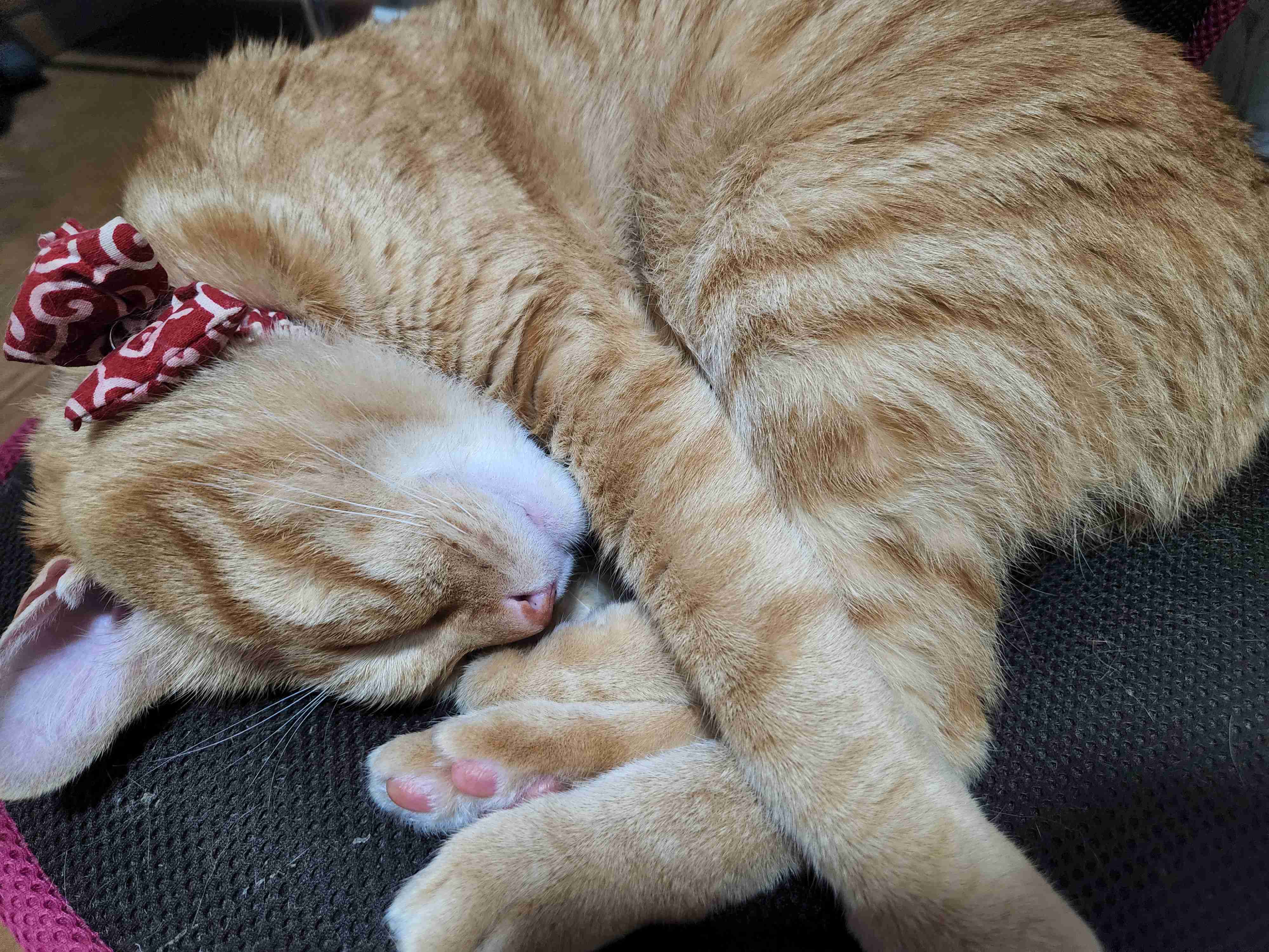 動物、ペットがのほほんと寝てる画像を見せて下さい