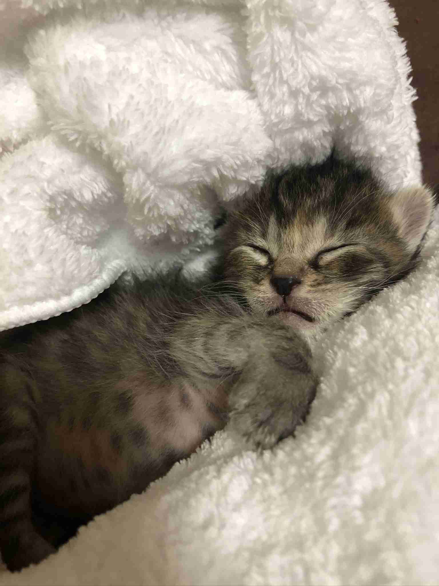 動物、ペットがのほほんと寝てる画像を見せて下さい