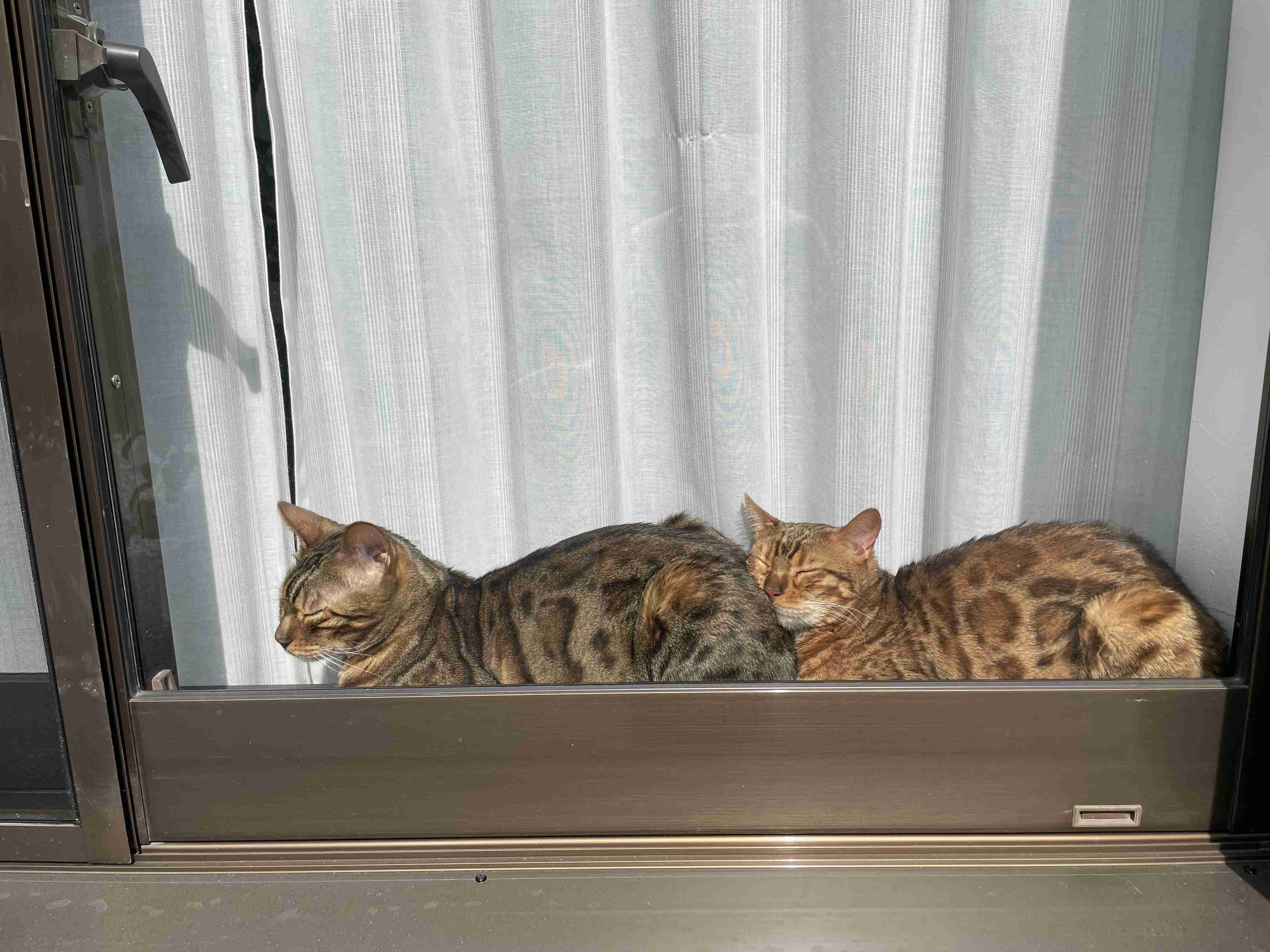 動物、ペットがのほほんと寝てる画像を見せて下さい