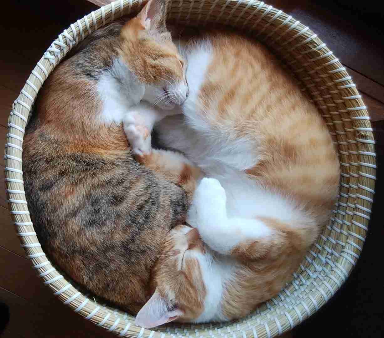 動物、ペットがのほほんと寝てる画像を見せて下さい