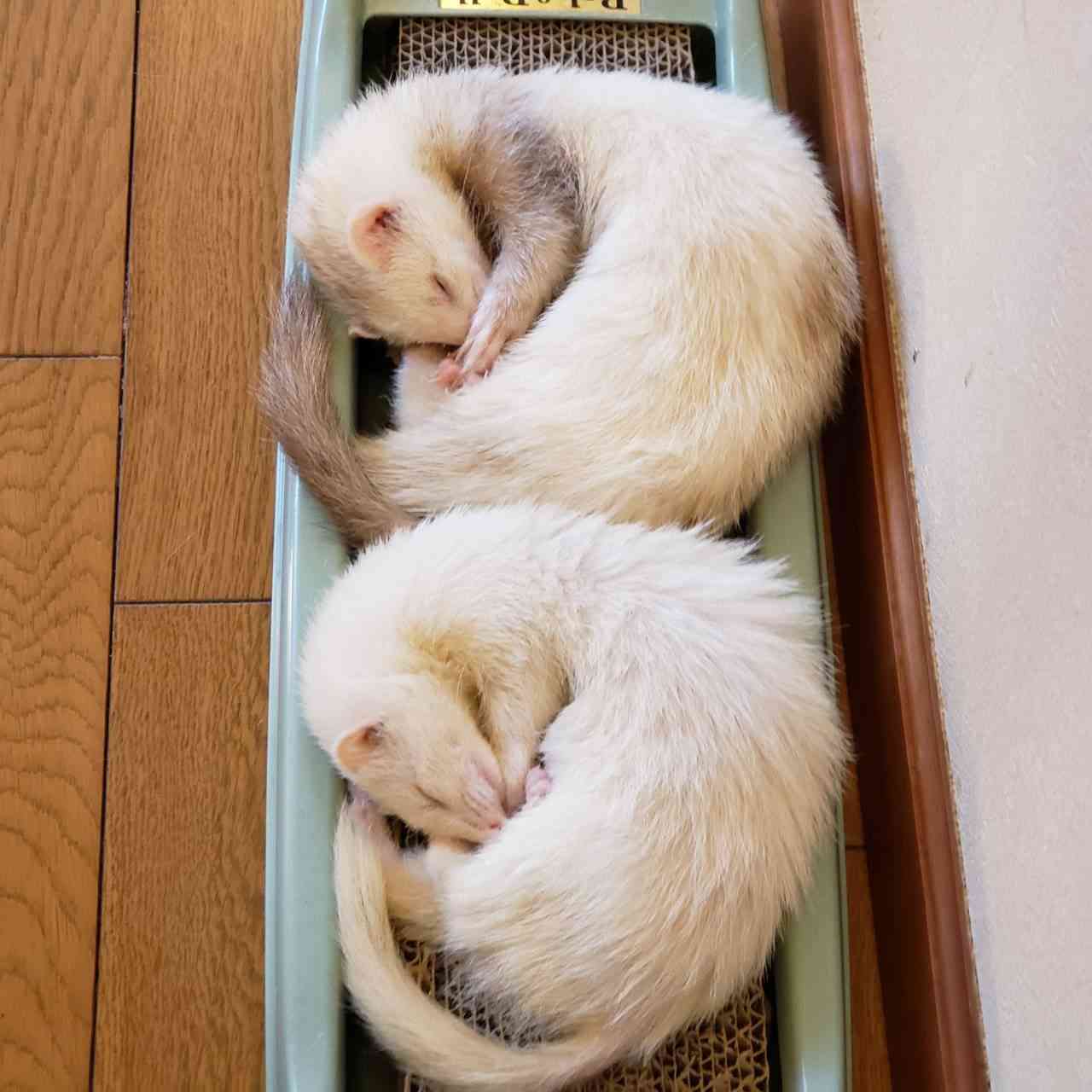 動物、ペットがのほほんと寝てる画像を見せて下さい