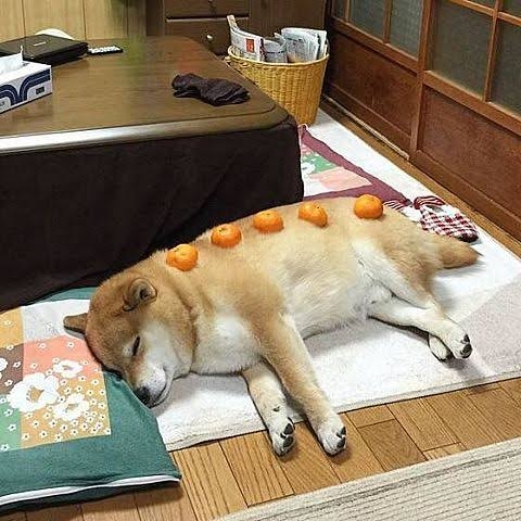 動物、ペットがのほほんと寝てる画像を見せて下さい