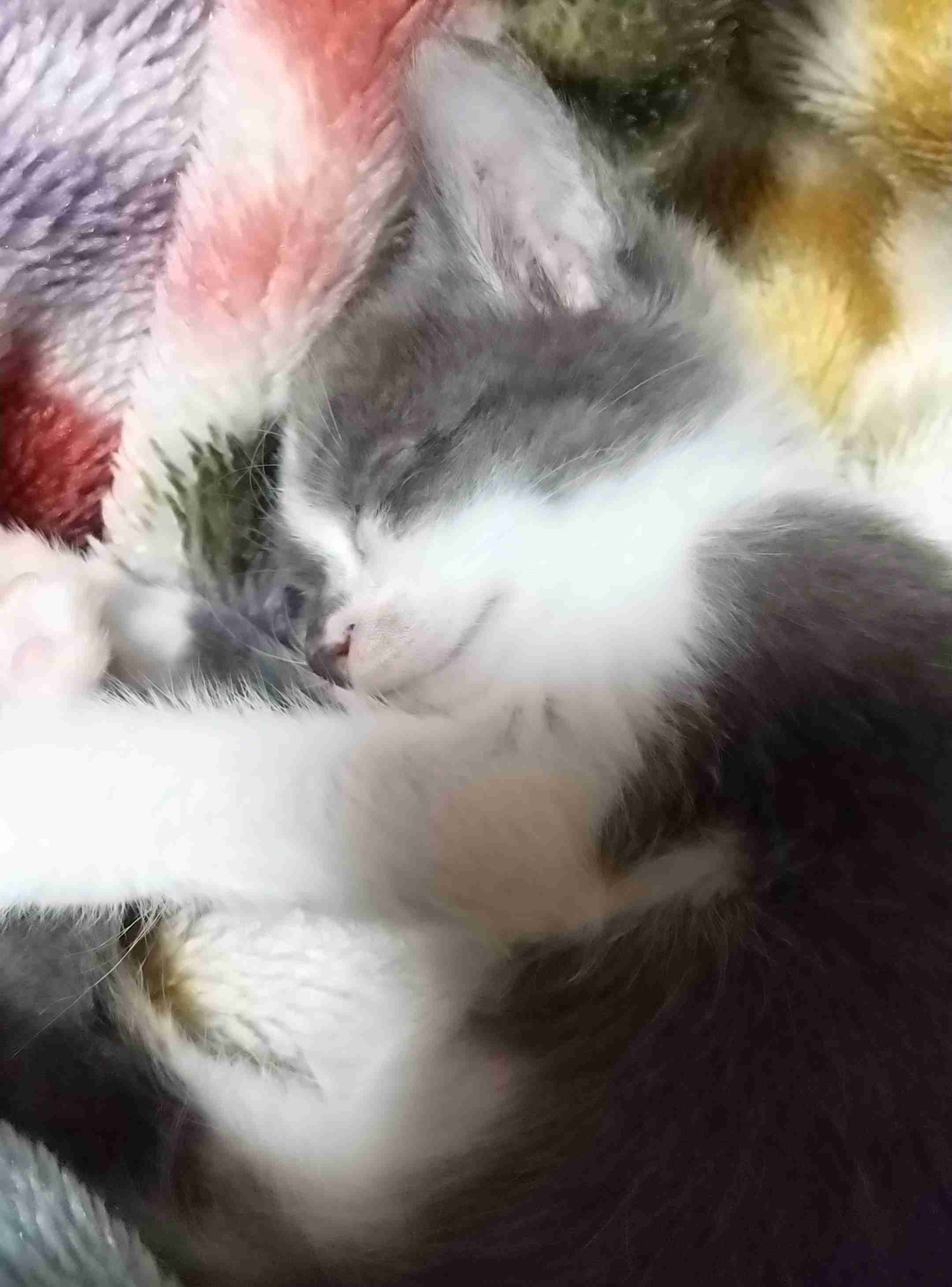 動物、ペットがのほほんと寝てる画像を見せて下さい