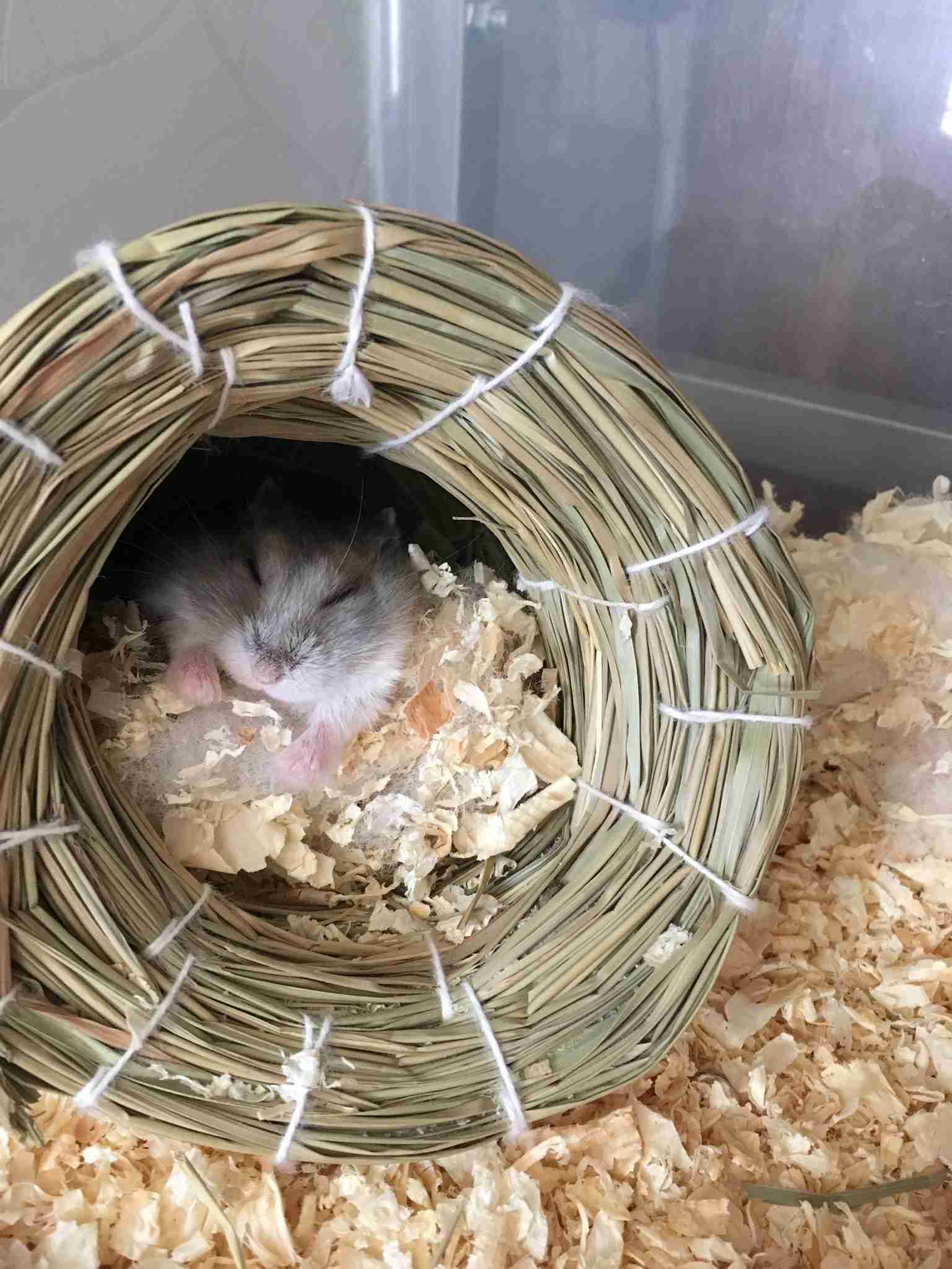 動物、ペットがのほほんと寝てる画像を見せて下さい