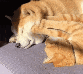 動物、ペットがのほほんと寝てる画像を見せて下さい