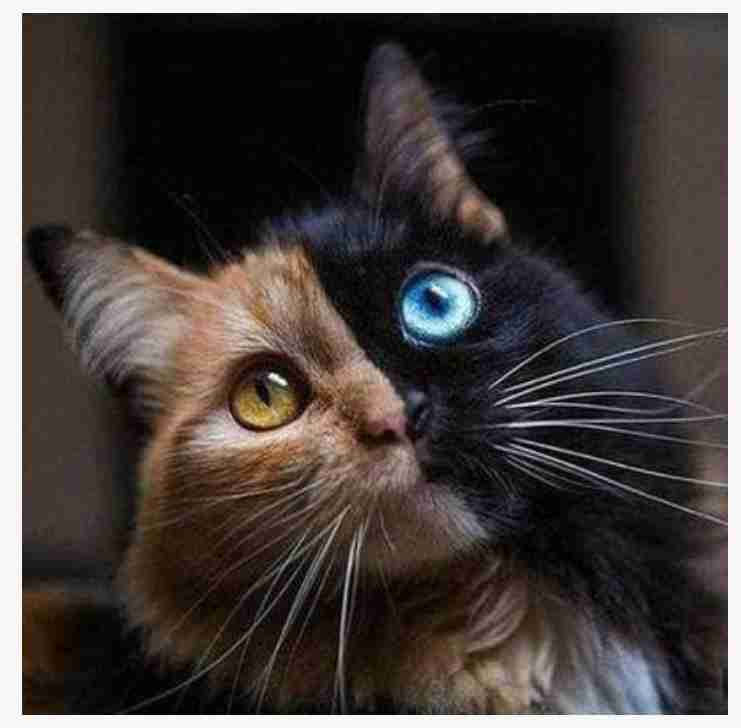 体の途中から色が違う！黒と茶の2色使いが斬新なトルコの猫が話題に