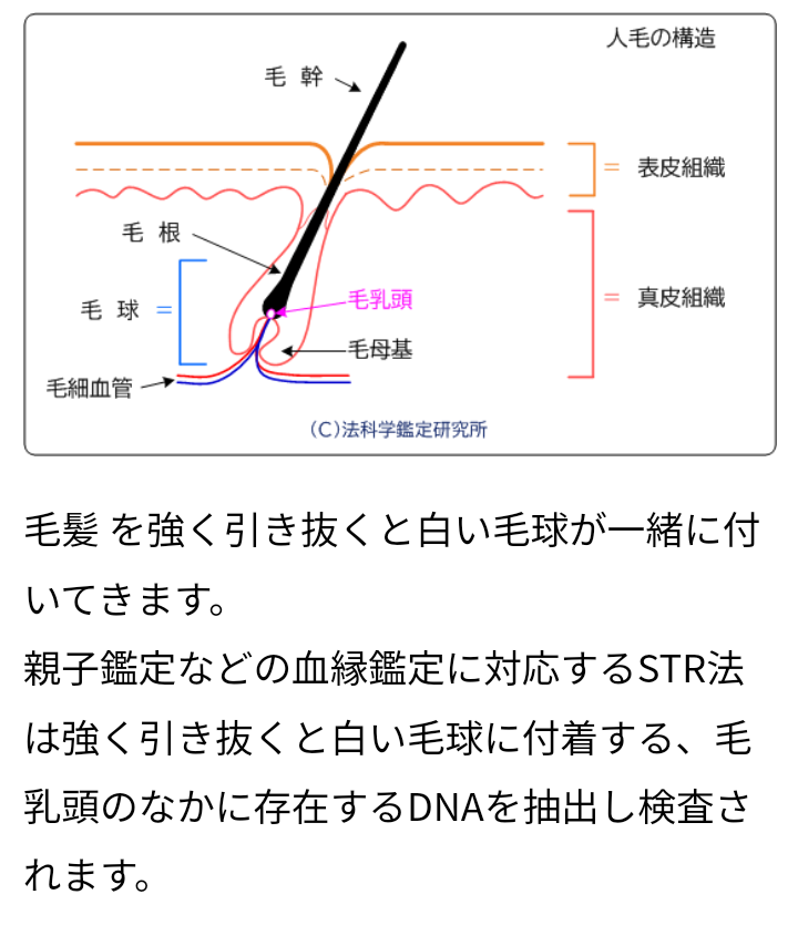 https://up.gc-img.net/post_img/2023/12/CuuOJukCwSE8GOB_4OWL6_33362.png