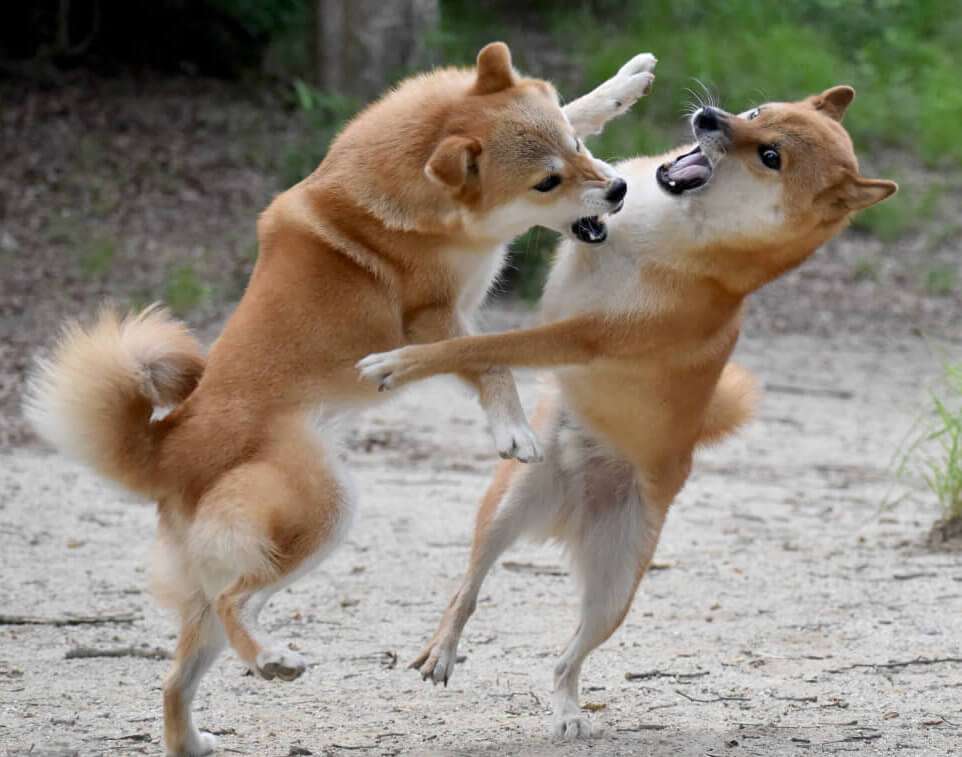 【クリスマス】家族、パートナーと険悪な人集合〜【なのに】