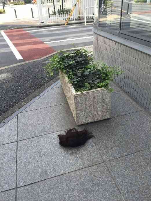 不思議な落とし物