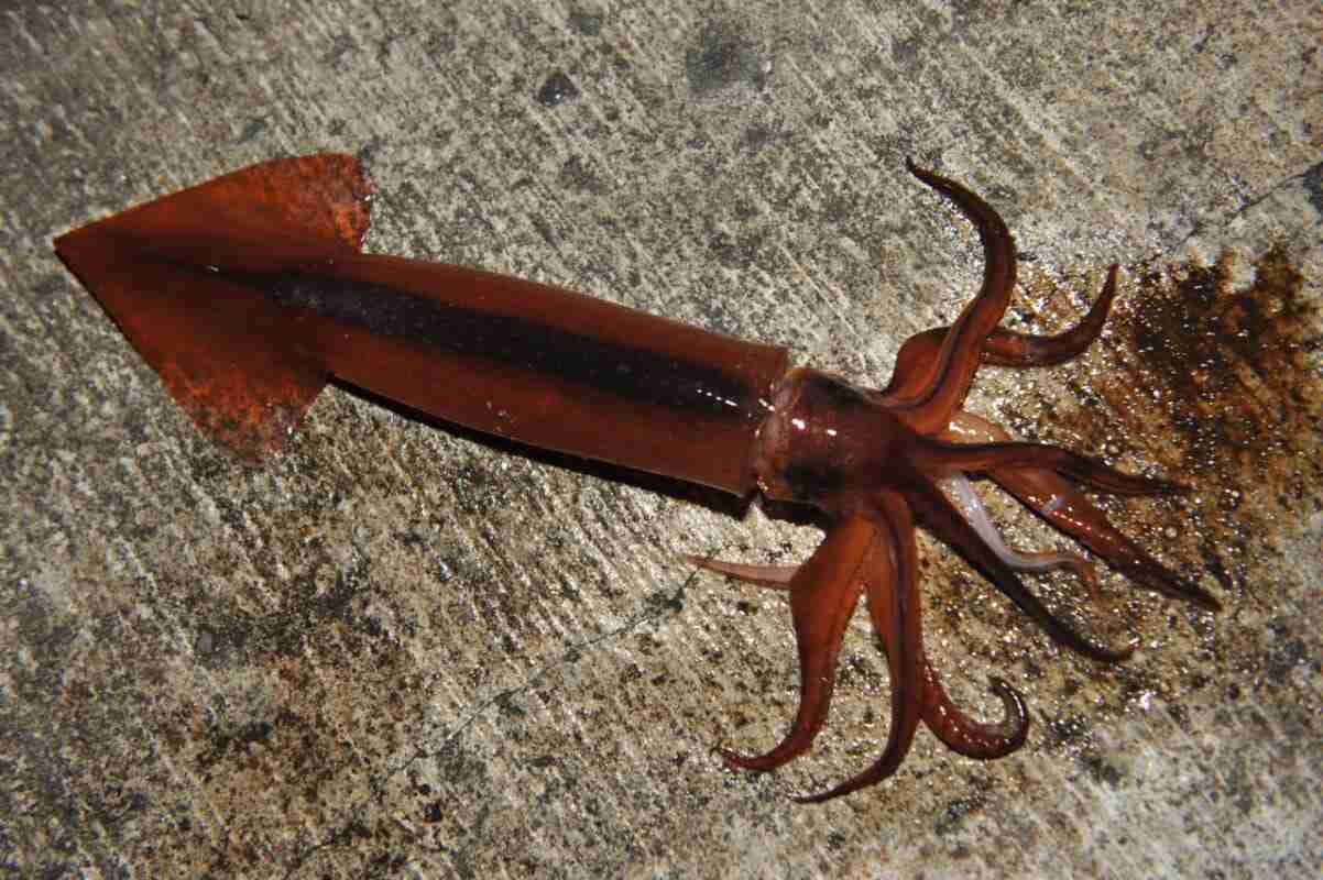 不思議な落とし物