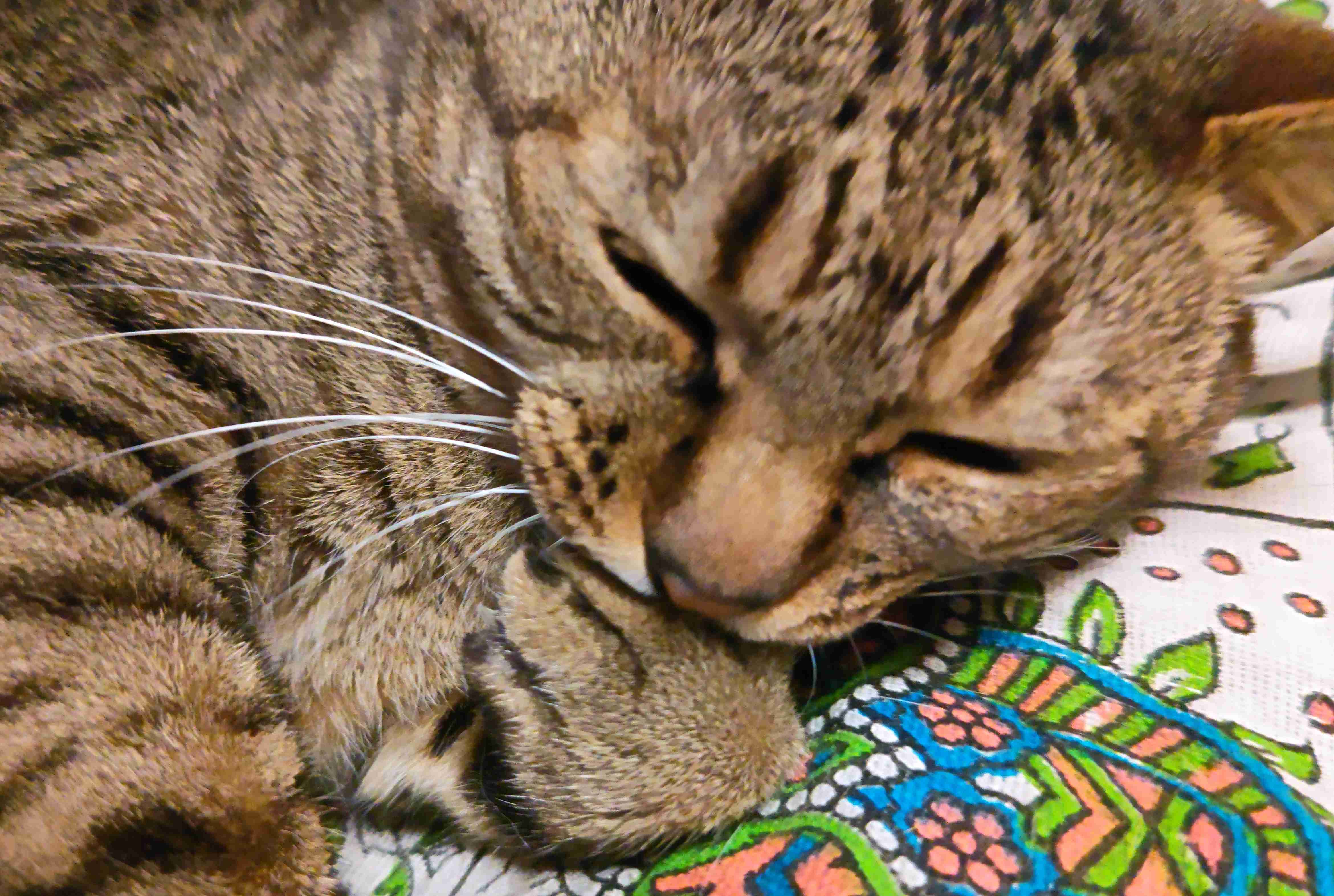 がるちゃん猫カフェ94号店開店しました♫(初めての方も大歓迎♫)
