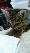 がるちゃん猫カフェ94号店開店しました♫(初めての方も大歓迎♫)