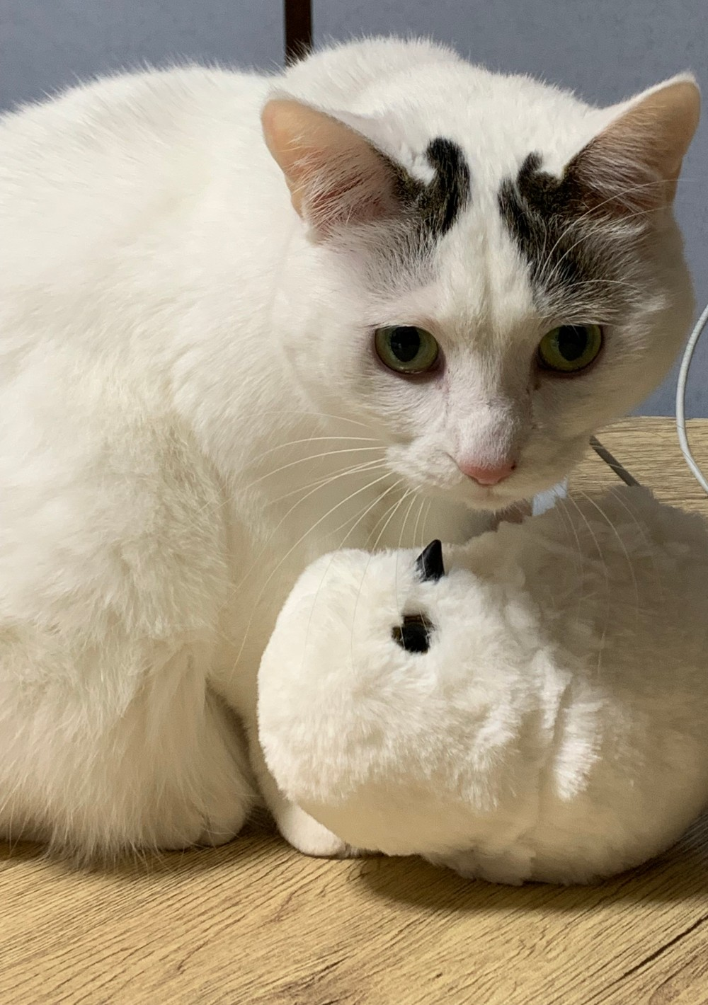 がるちゃん猫カフェ94号店開店しました♫(初めての方も大歓迎♫)