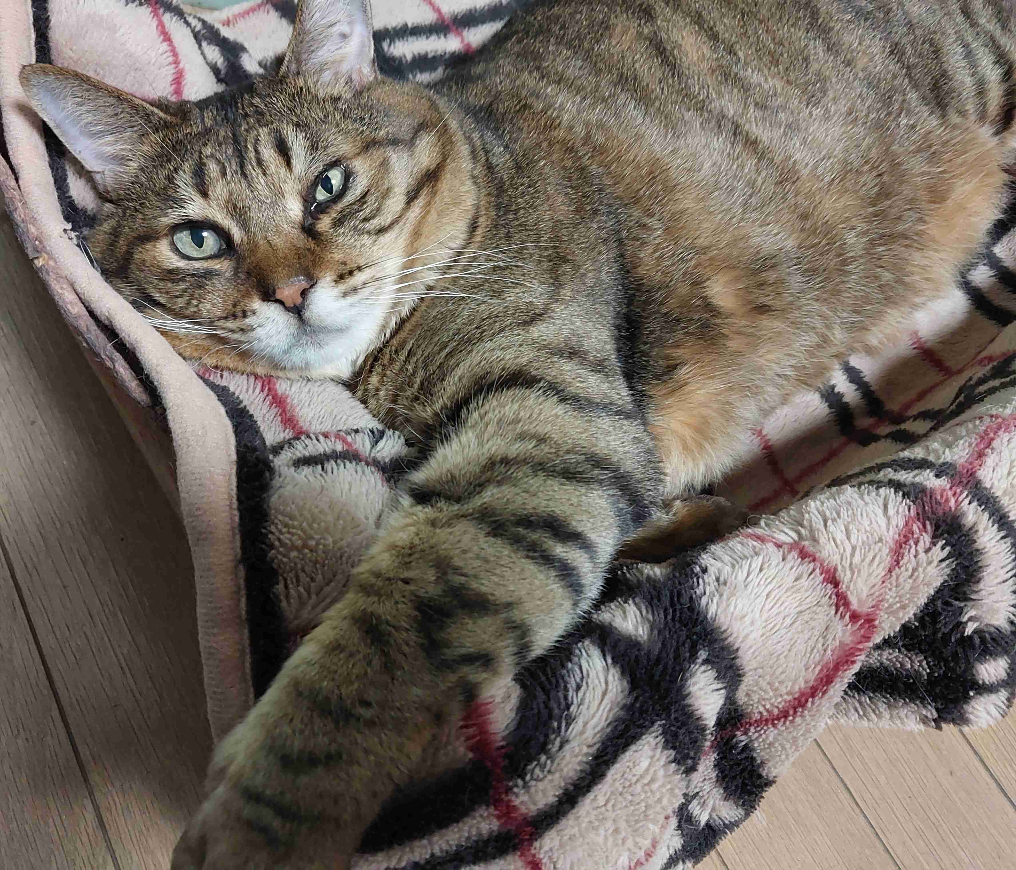 がるちゃん猫カフェ94号店開店しました♫(初めての方も大歓迎♫)