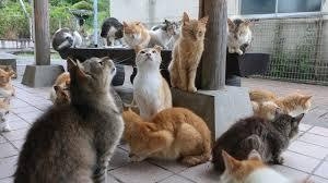 がるちゃん猫カフェ94号店開店しました♫(初めての方も大歓迎♫)