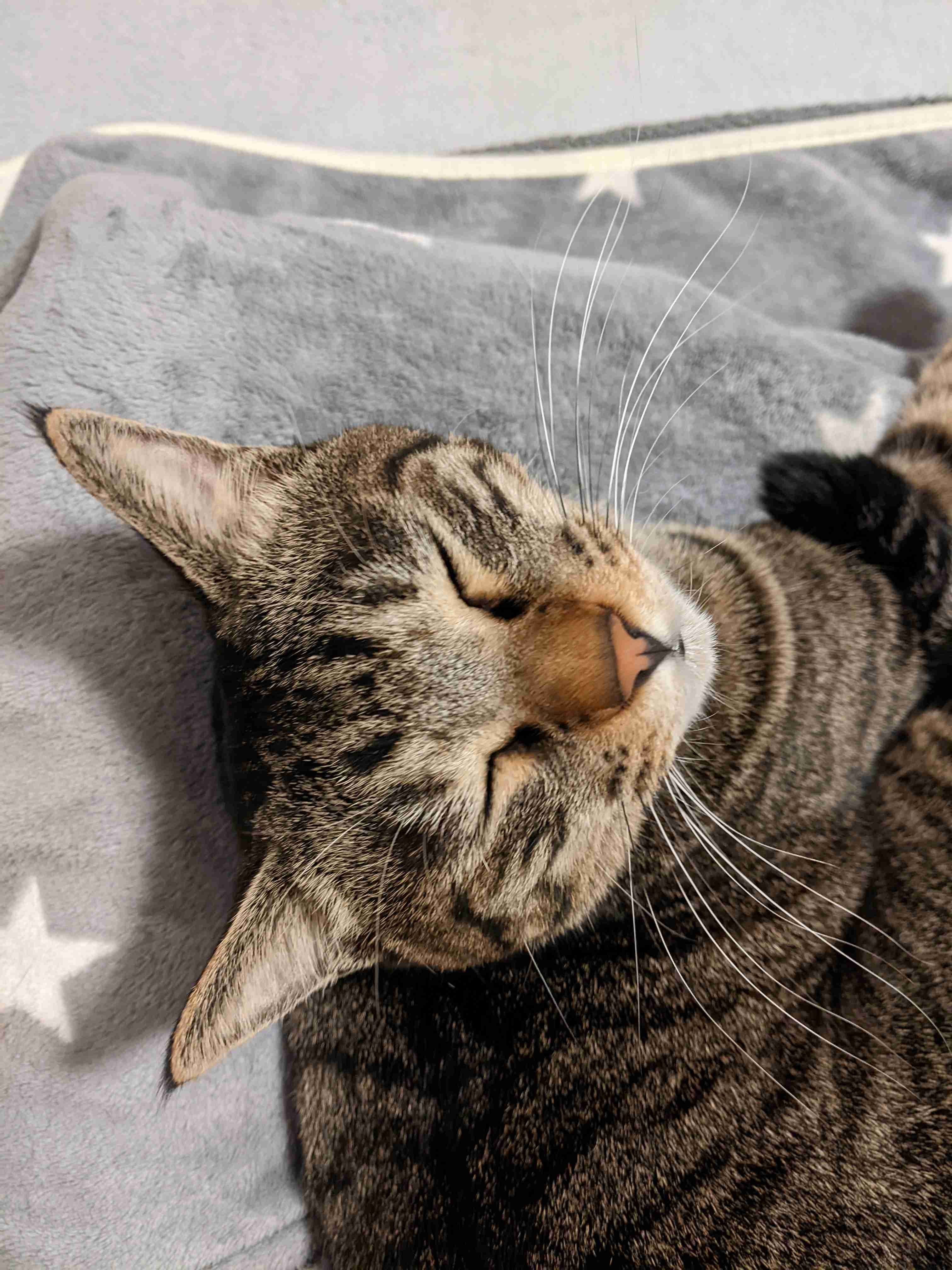 がるちゃん猫カフェ94号店開店しました♫(初めての方も大歓迎♫)