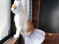 がるちゃん猫カフェ94号店開店しました♫(初めての方も大歓迎♫)