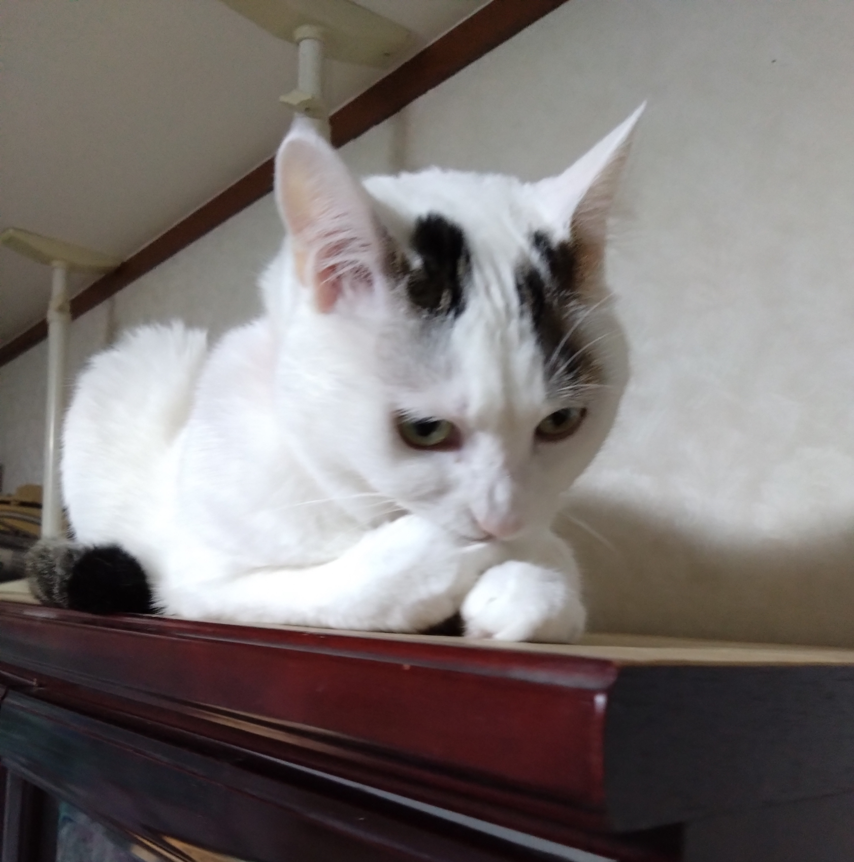 がるちゃん猫カフェ94号店開店しました♫(初めての方も大歓迎♫)