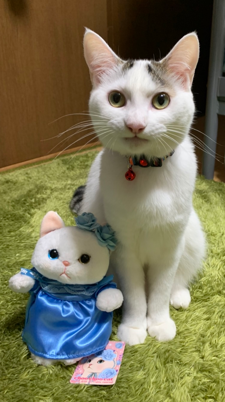がるちゃん猫カフェ94号店開店しました♫(初めての方も大歓迎♫)