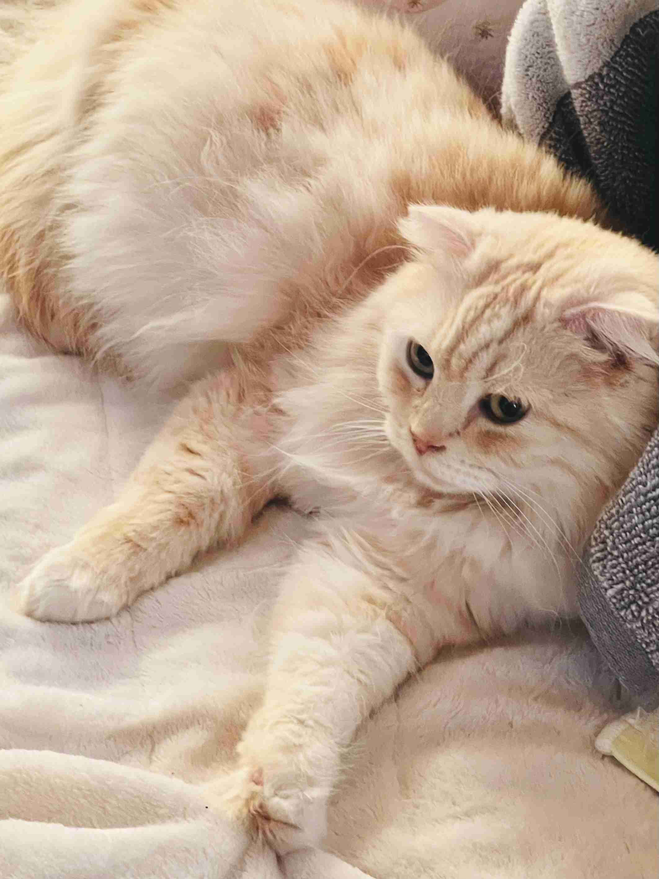 がるちゃん猫カフェ94号店開店しました♫(初めての方も大歓迎♫)