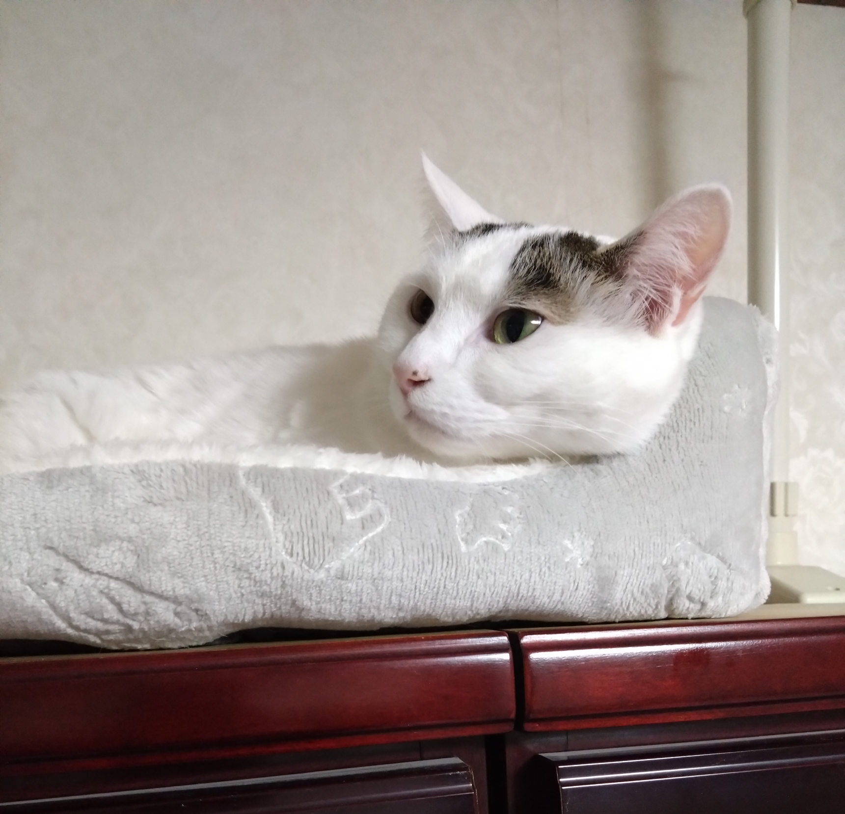 がるちゃん猫カフェ94号店開店しました♫(初めての方も大歓迎♫)