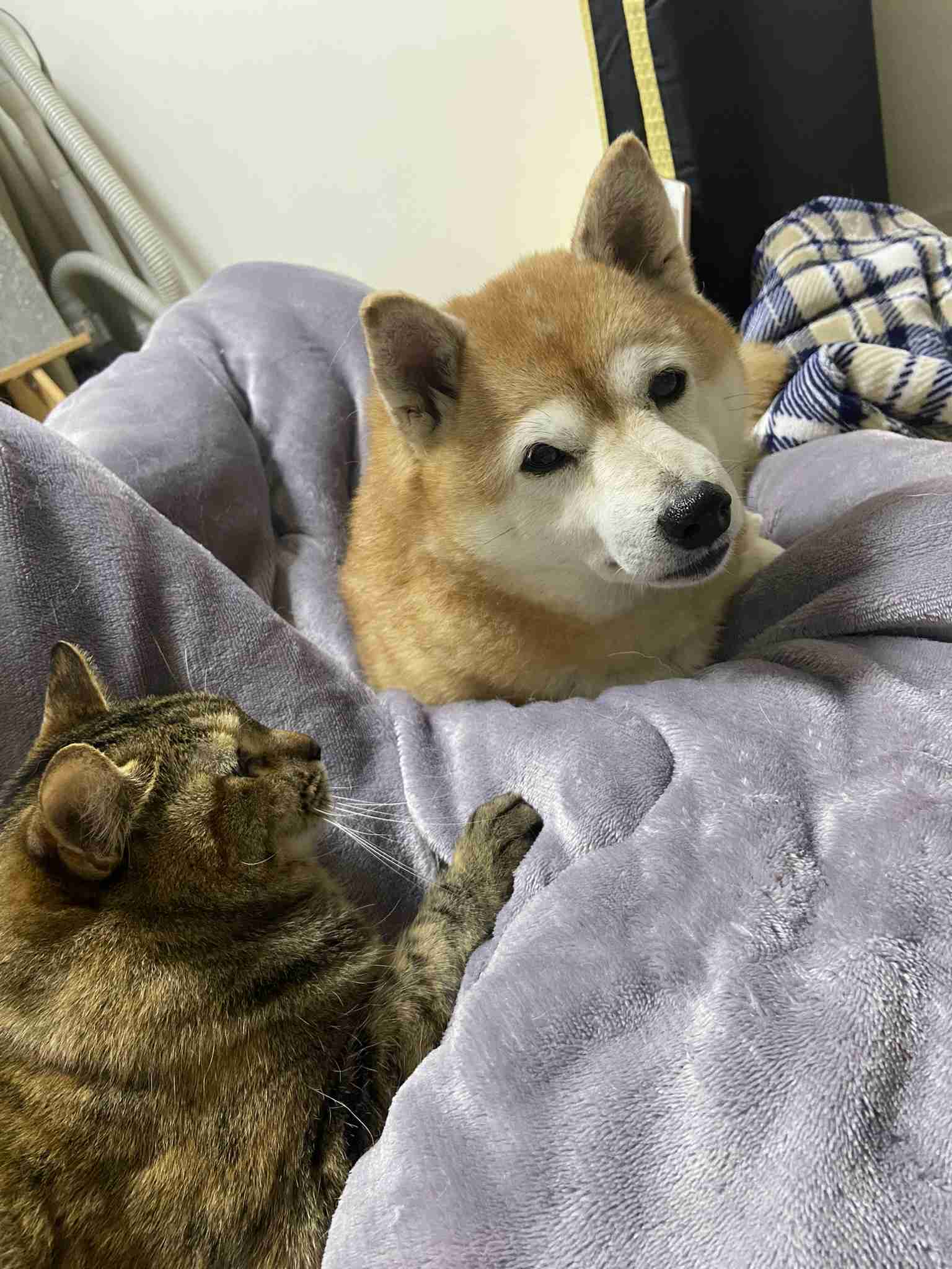 がるちゃん猫カフェ94号店開店しました♫(初めての方も大歓迎♫)