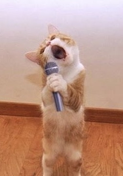 がるちゃん猫カフェ94号店開店しました♫(初めての方も大歓迎♫)