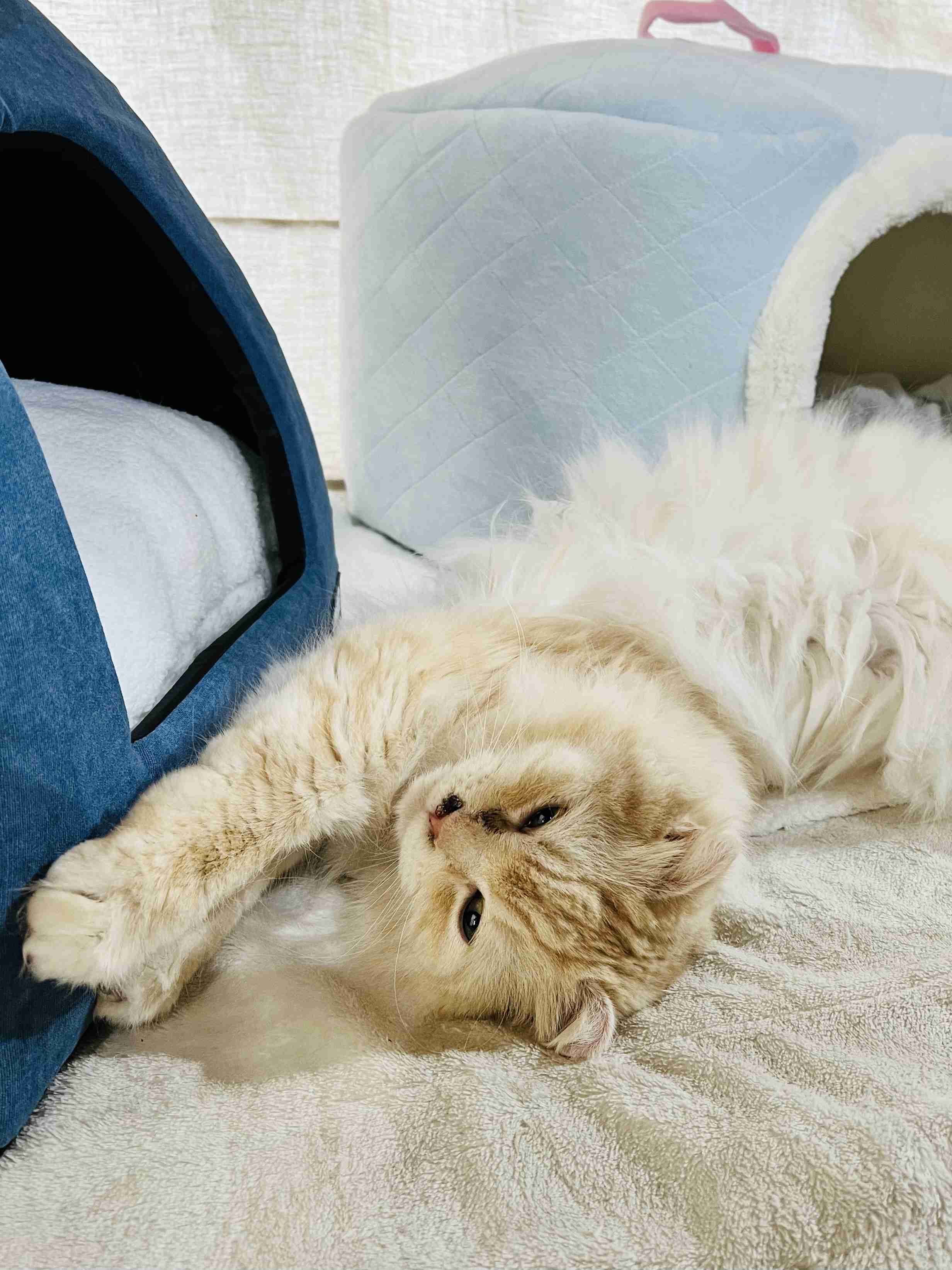 がるちゃん猫カフェ94号店開店しました♫(初めての方も大歓迎♫)