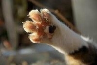 がるちゃん猫カフェ94号店開店しました♫(初めての方も大歓迎♫)