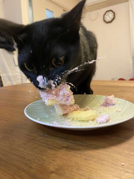 がるちゃん猫カフェ94号店開店しました♫(初めての方も大歓迎♫)
