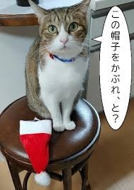 がるちゃん猫カフェ94号店開店しました♫(初めての方も大歓迎♫)