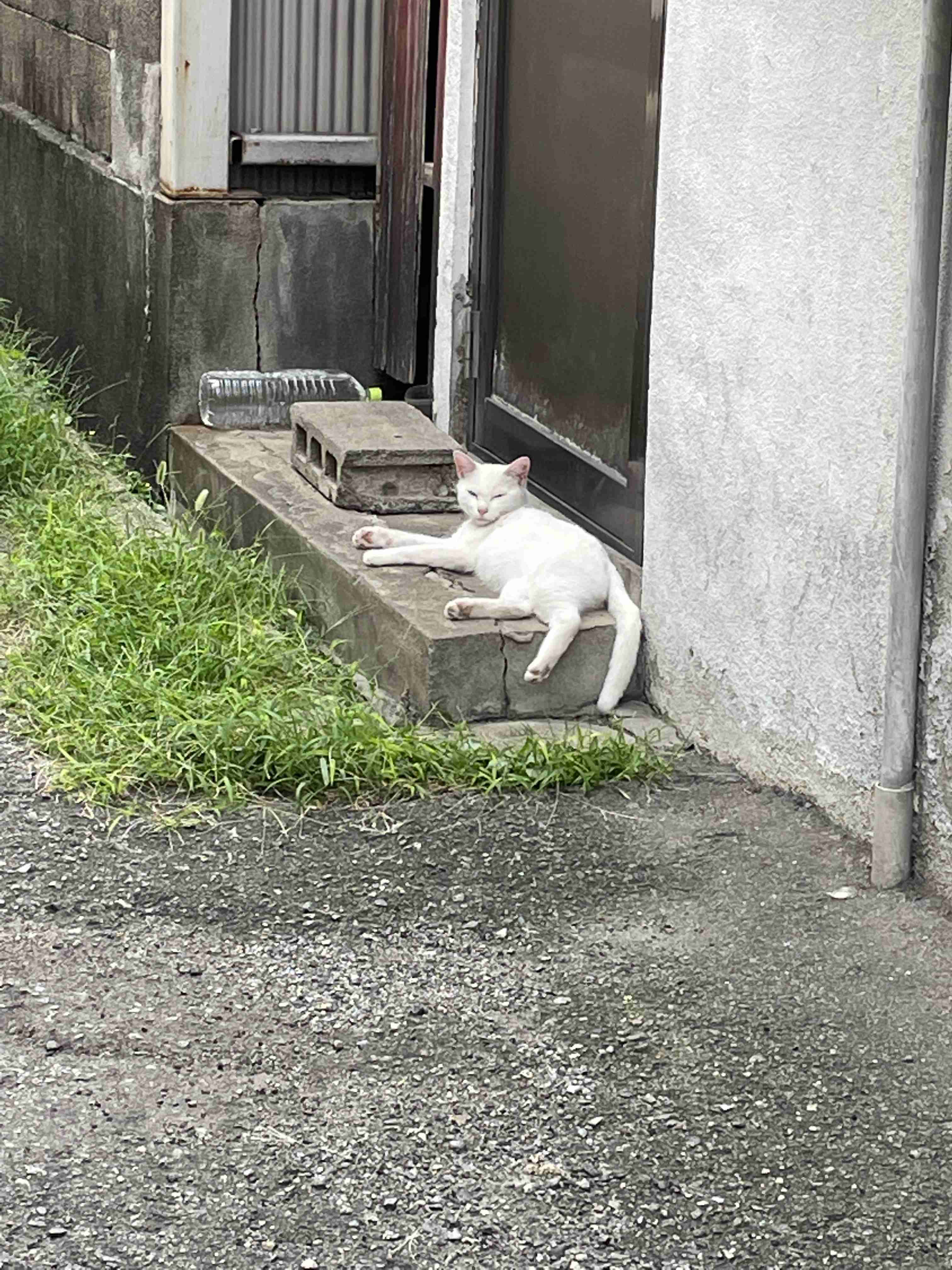 がるちゃん猫カフェ94号店開店しました♫(初めての方も大歓迎♫)