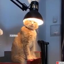 がるちゃん猫カフェ94号店開店しました♫(初めての方も大歓迎♫)