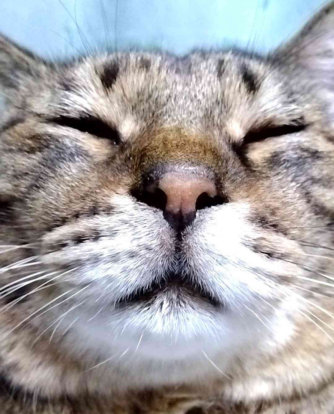 がるちゃん猫カフェ94号店開店しました♫(初めての方も大歓迎♫)