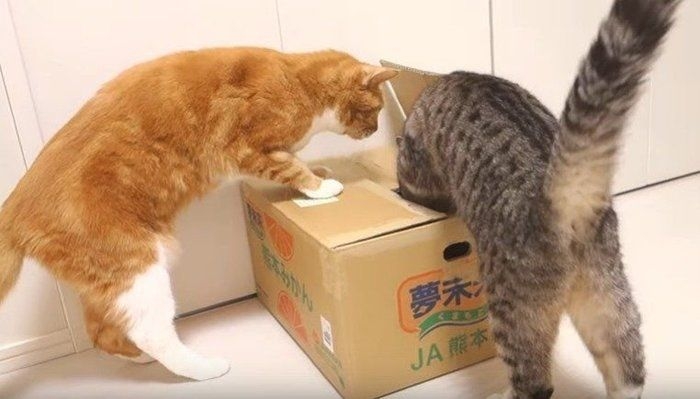 がるちゃん猫カフェ94号店開店しました♫(初めての方も大歓迎♫)