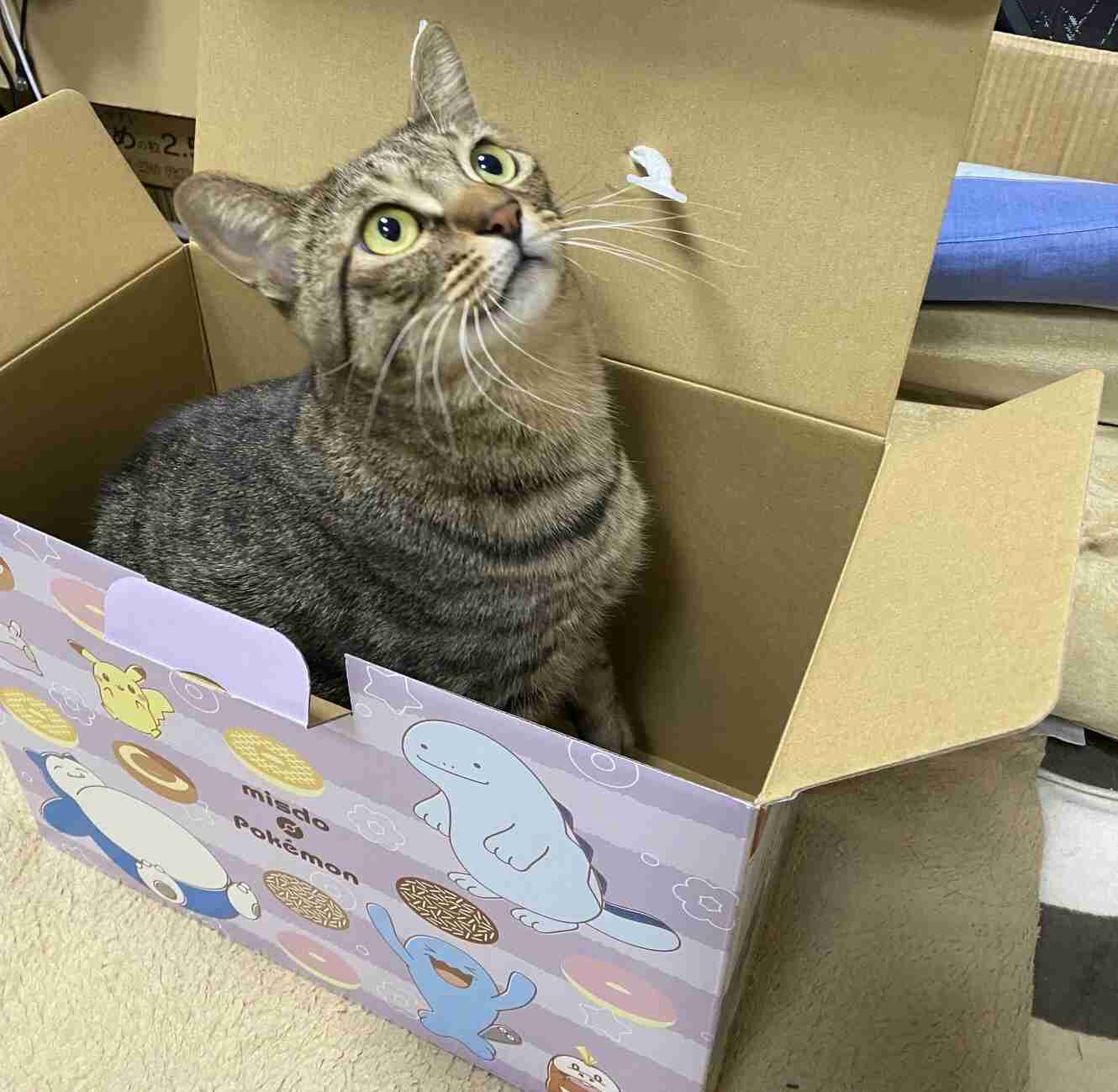 がるちゃん猫カフェ94号店開店しました♫(初めての方も大歓迎♫)