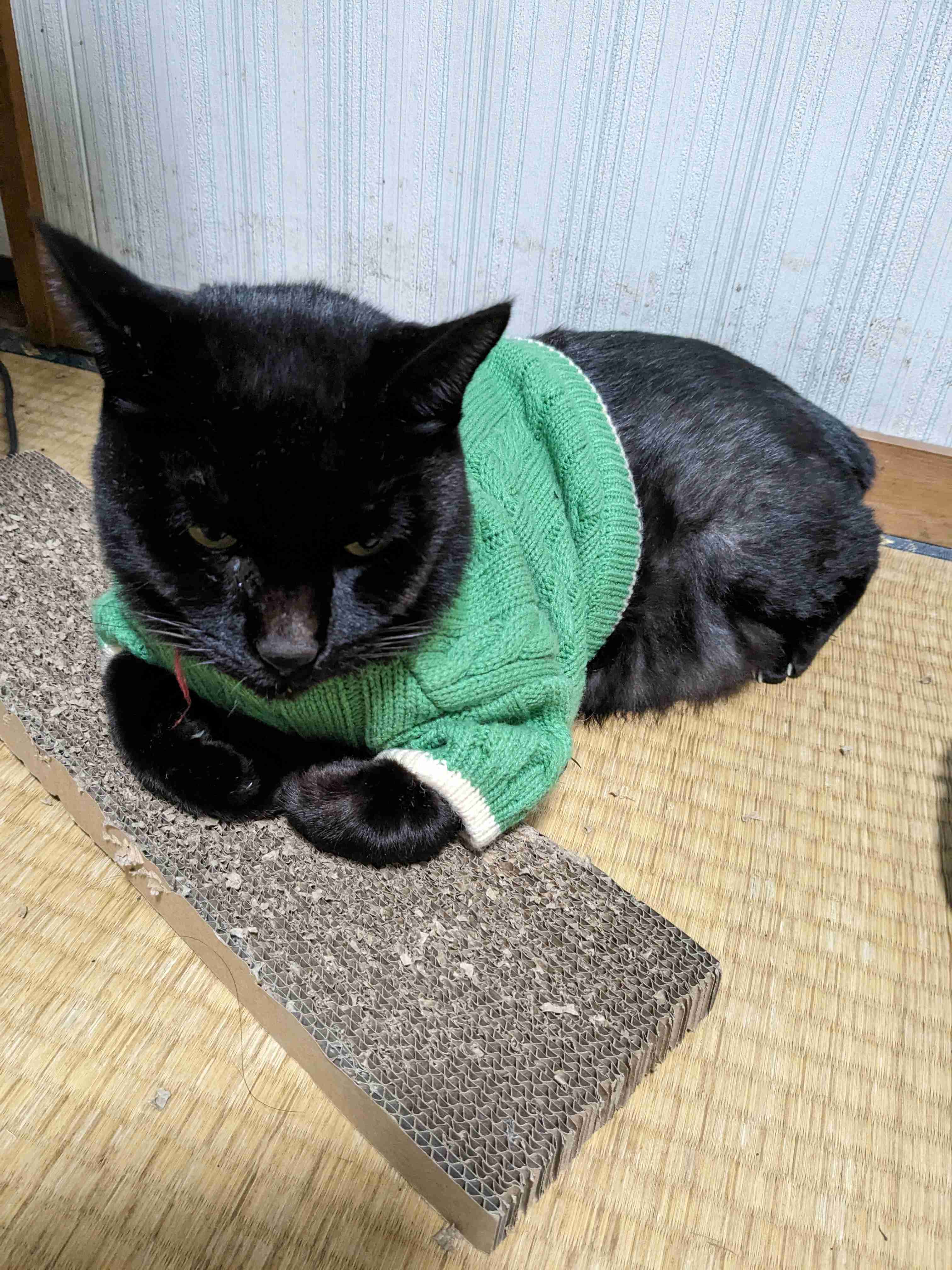 がるちゃん猫カフェ94号店開店しました♫(初めての方も大歓迎♫)