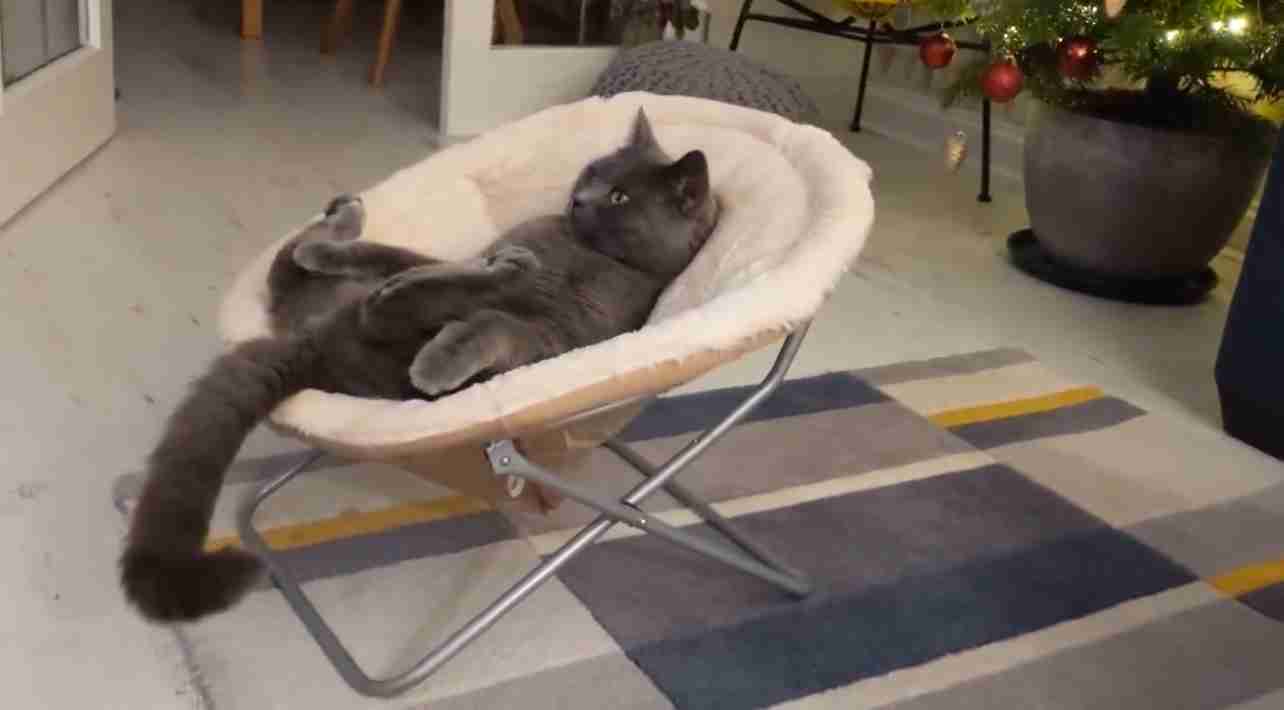がるちゃん猫カフェ94号店開店しました♫(初めての方も大歓迎♫)