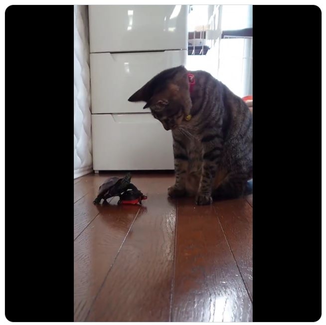 がるちゃん猫カフェ94号店開店しました♫(初めての方も大歓迎♫)