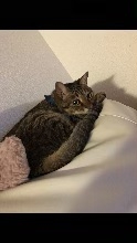 がるちゃん猫カフェ94号店開店しました♫(初めての方も大歓迎♫)