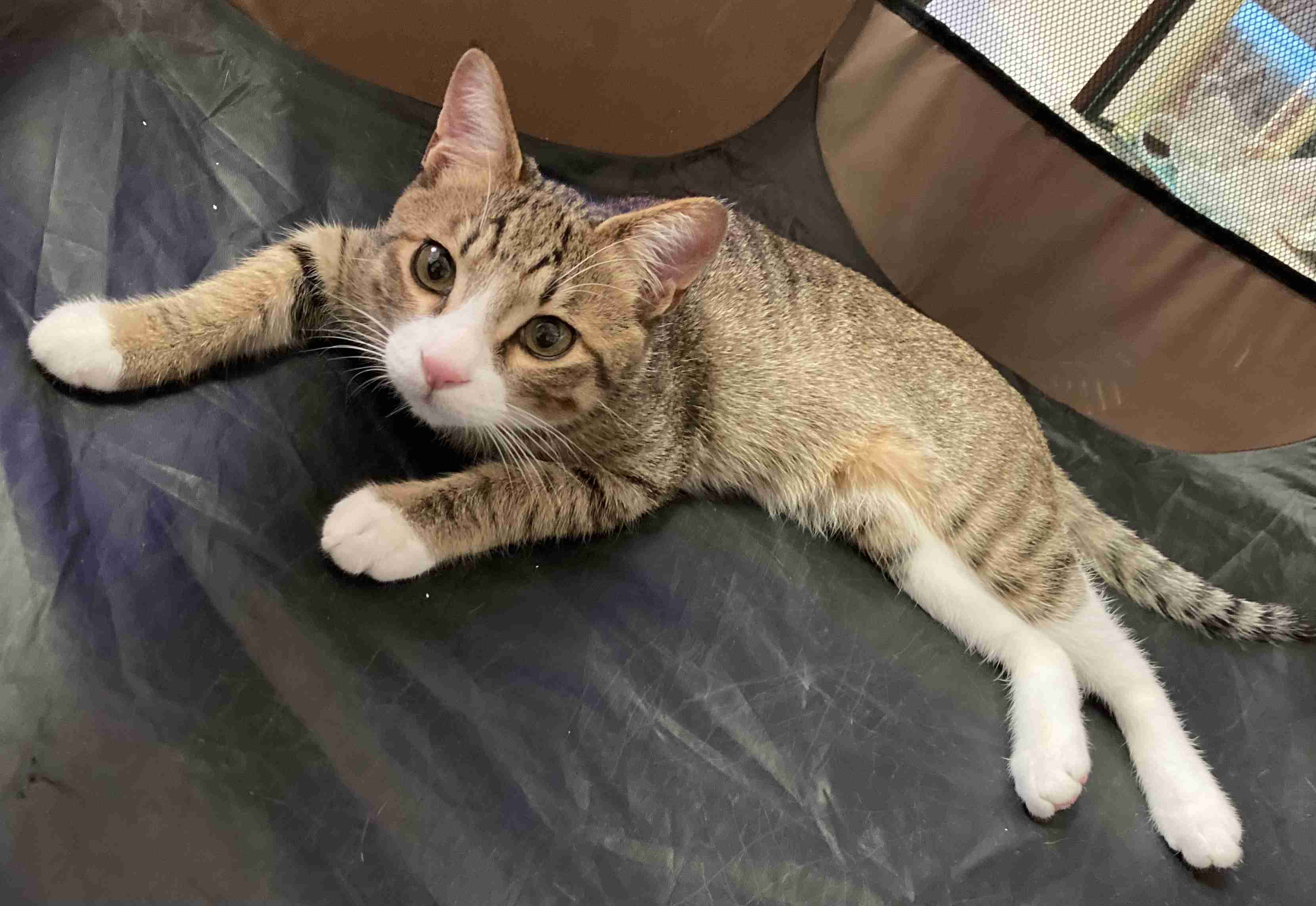 がるちゃん猫カフェ94号店開店しました♫(初めての方も大歓迎♫)