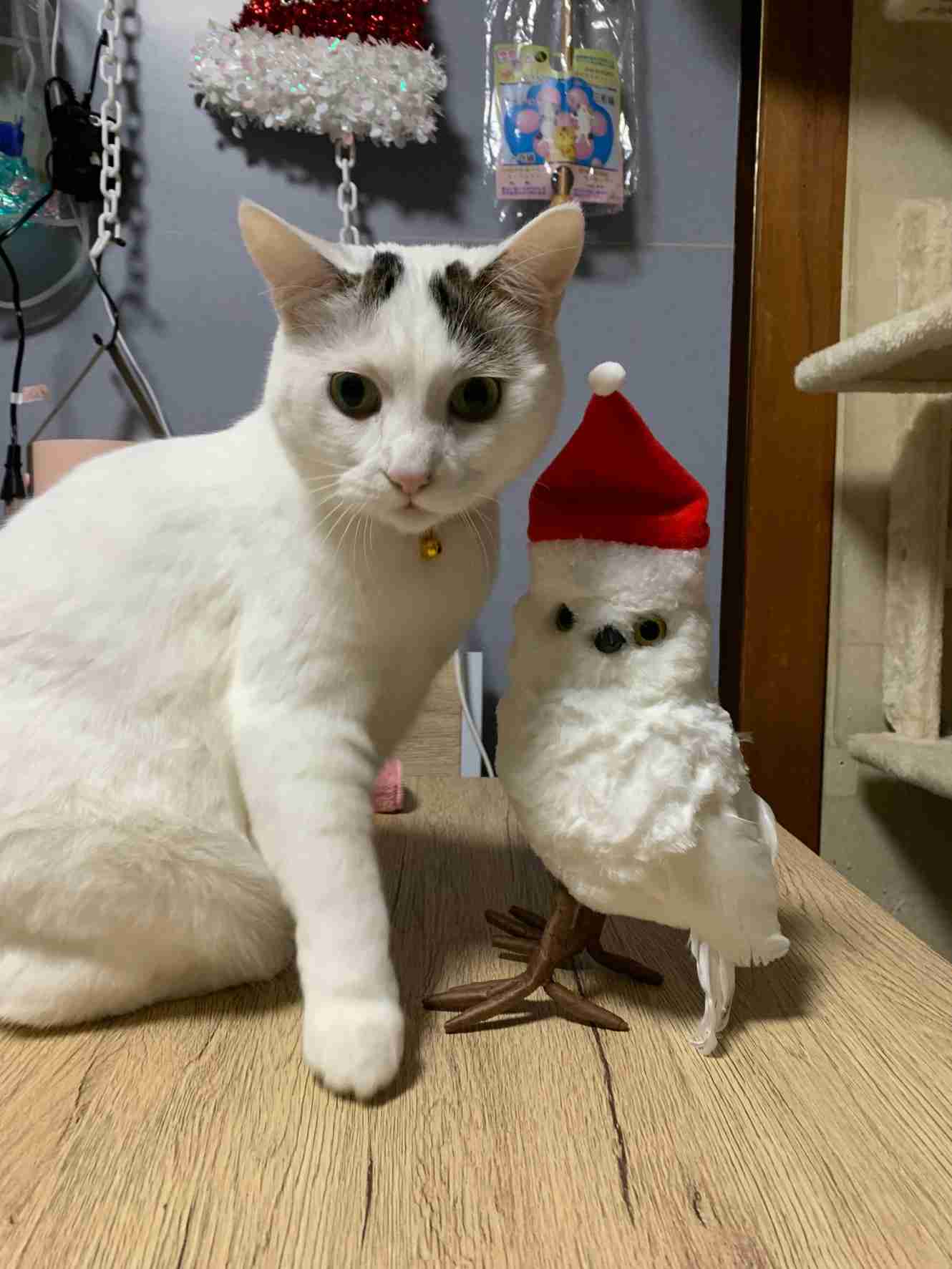 がるちゃん猫カフェ94号店開店しました♫(初めての方も大歓迎♫)