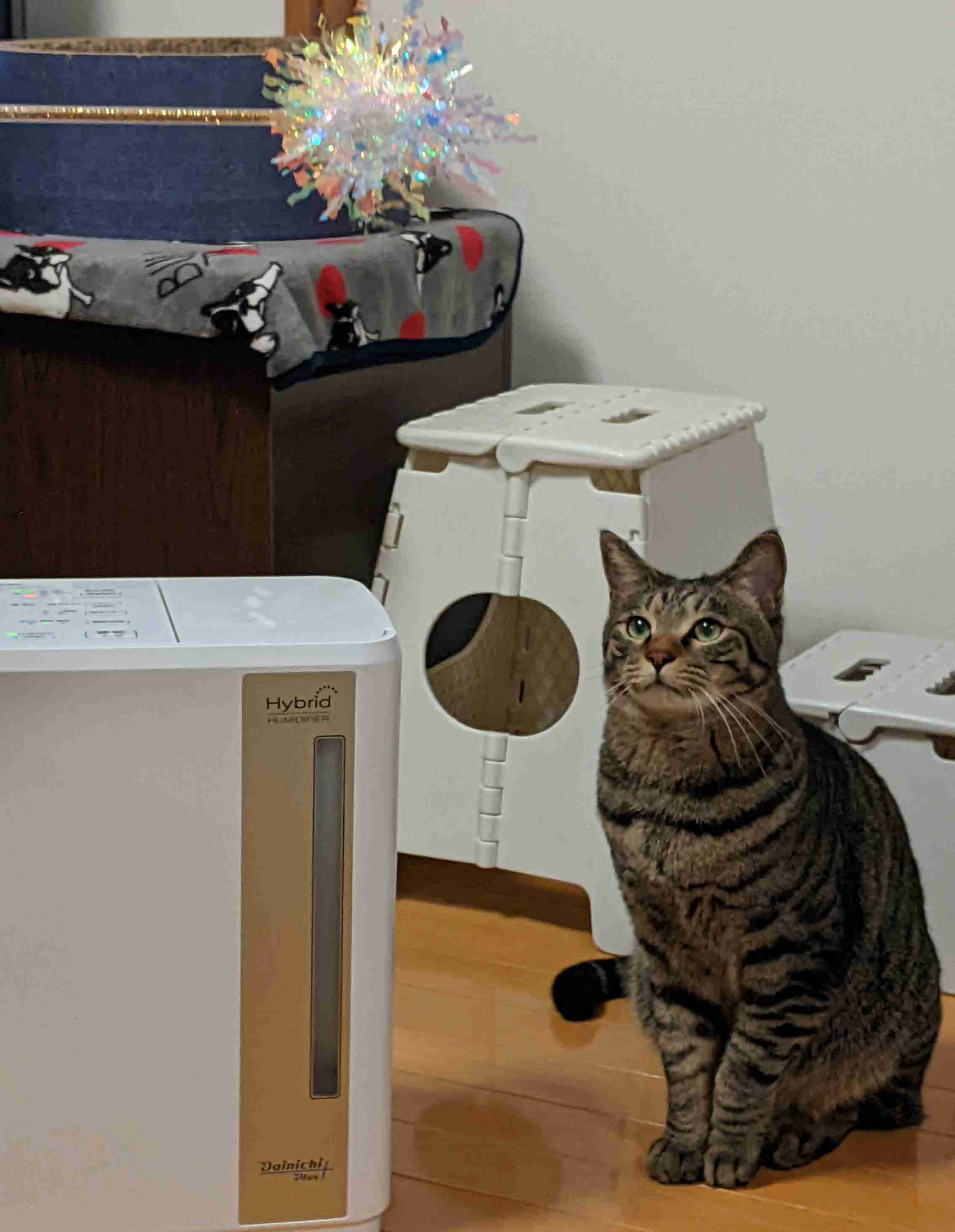 がるちゃん猫カフェ94号店開店しました♫(初めての方も大歓迎♫)