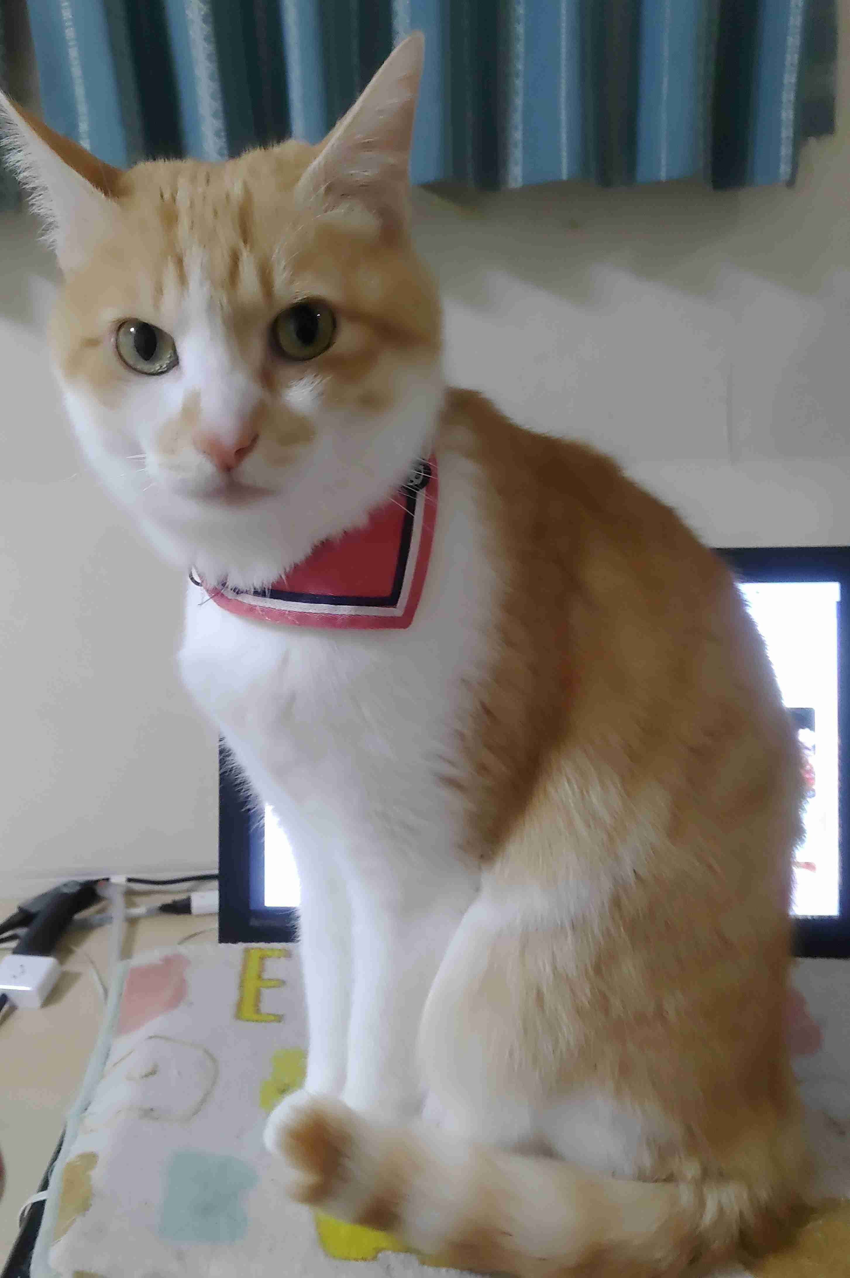 がるちゃん猫カフェ94号店開店しました♫(初めての方も大歓迎♫)